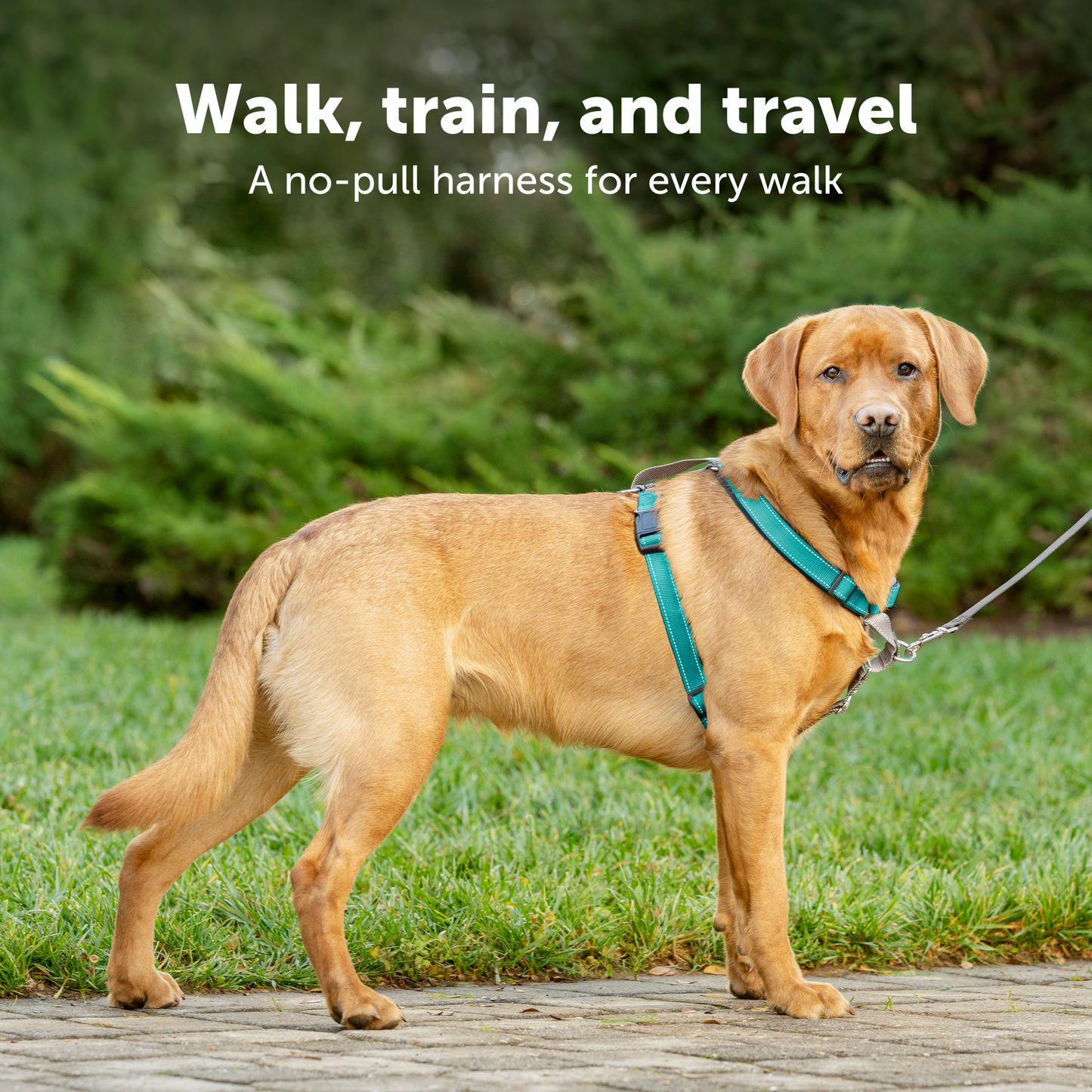 3 in 1 Harness