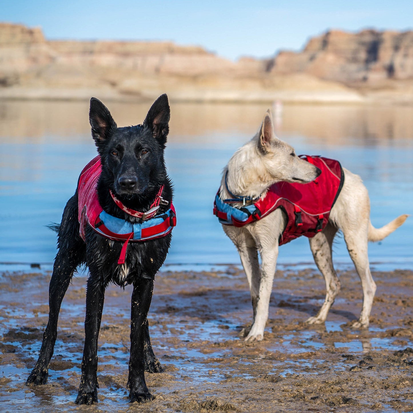 Surf N Turf Dog Life Jacket