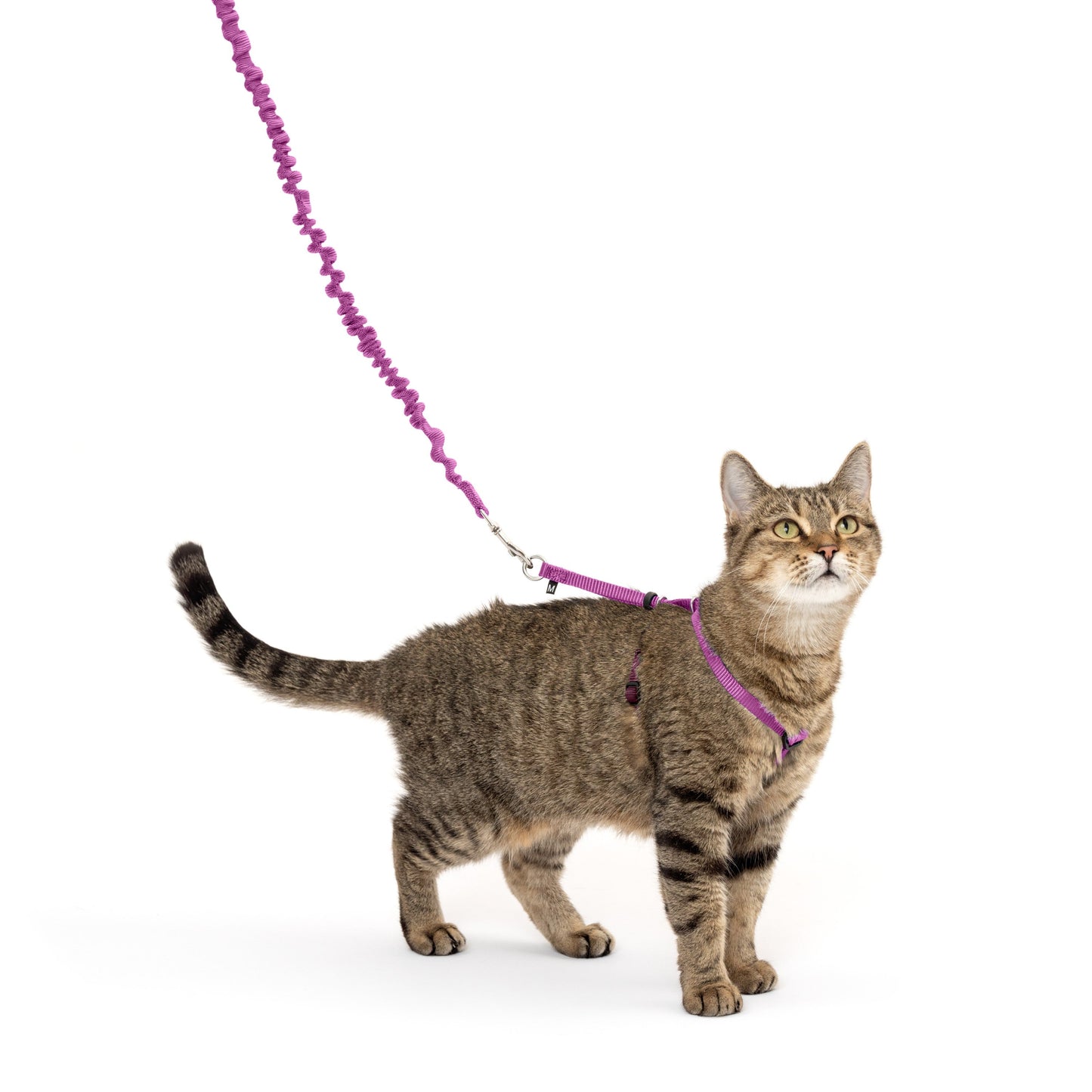 Come With Me Kitty™ Cat Harness & Bungee Leash