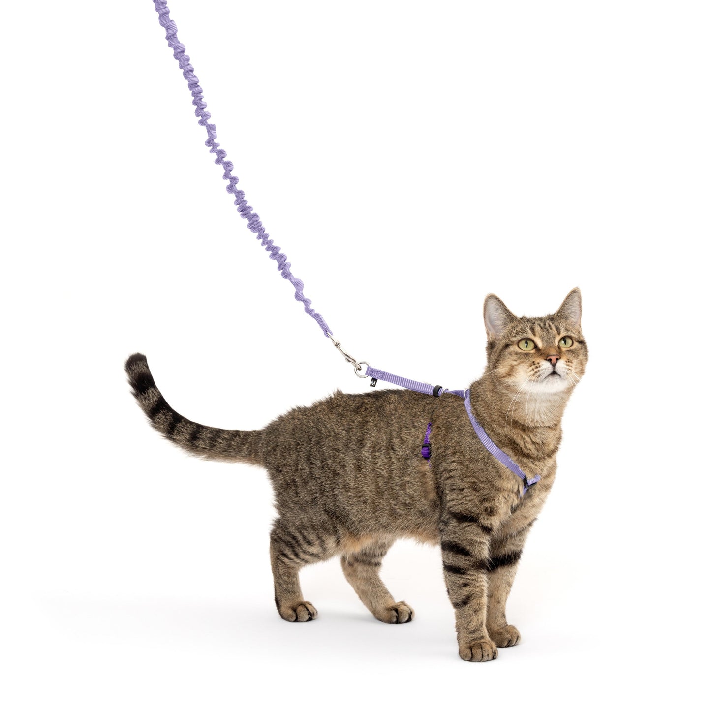 Come With Me Kitty™ Cat Harness & Bungee Leash