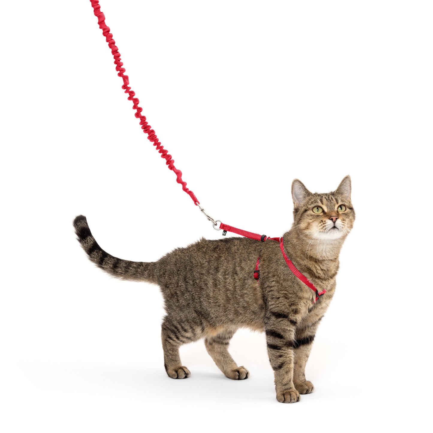 Come With Me Kitty™ Cat Harness & Bungee Leash
