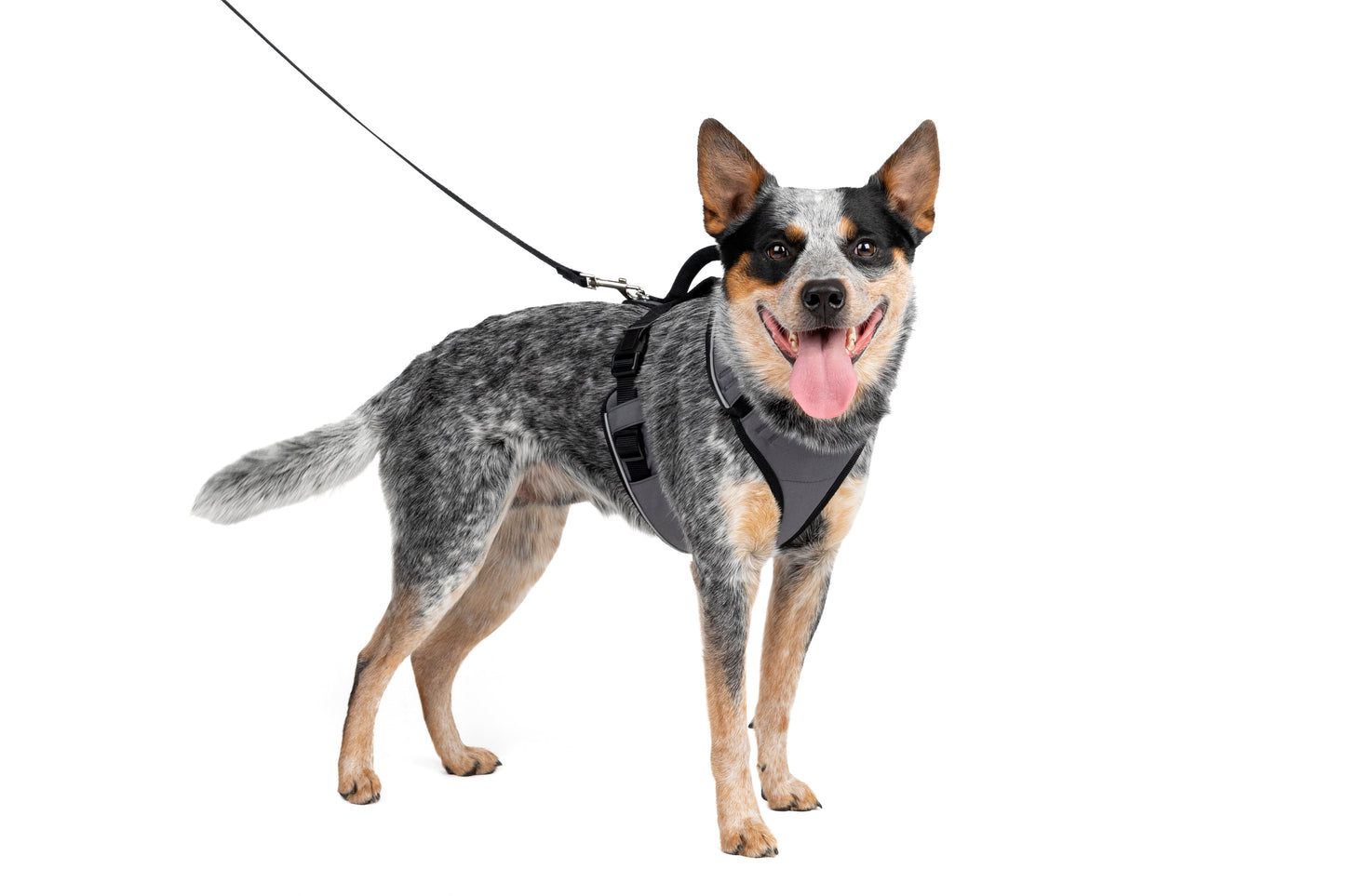 EasySport Harness