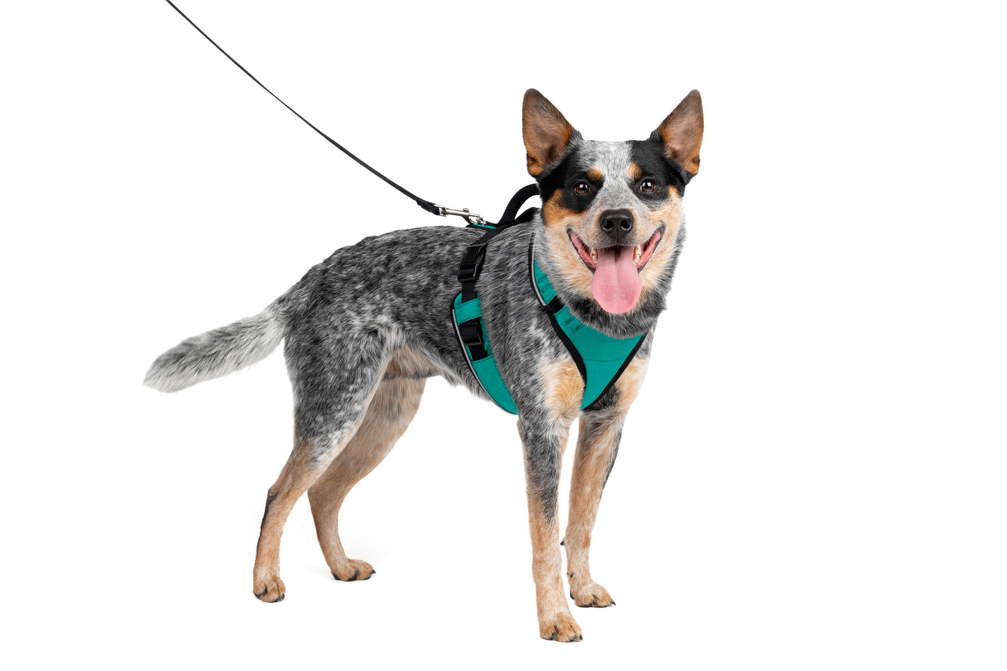EasySport Harness