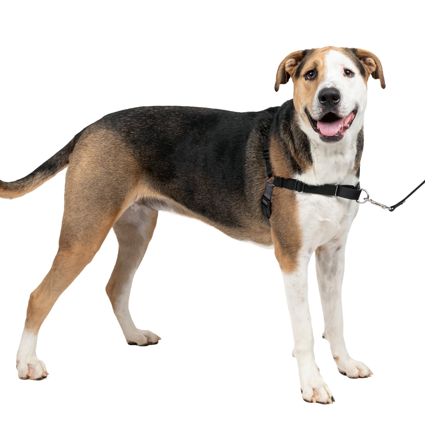 Easy Walk® Harness, No Pull Dog Harness