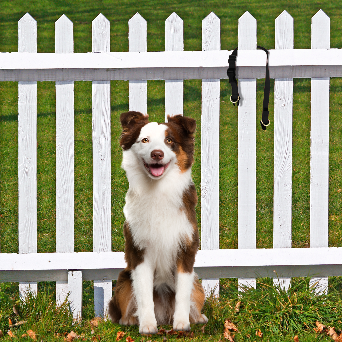 KeepSafe® Collar