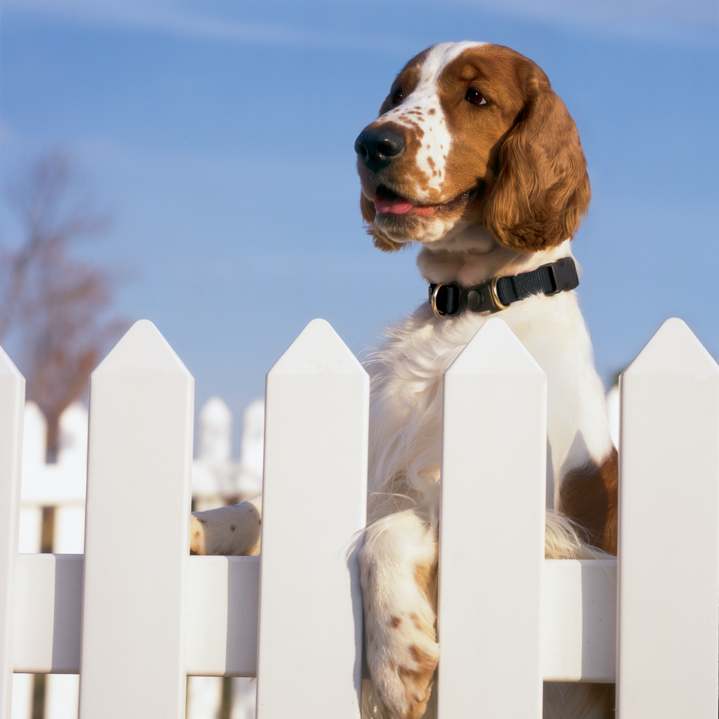 KeepSafe® Collar