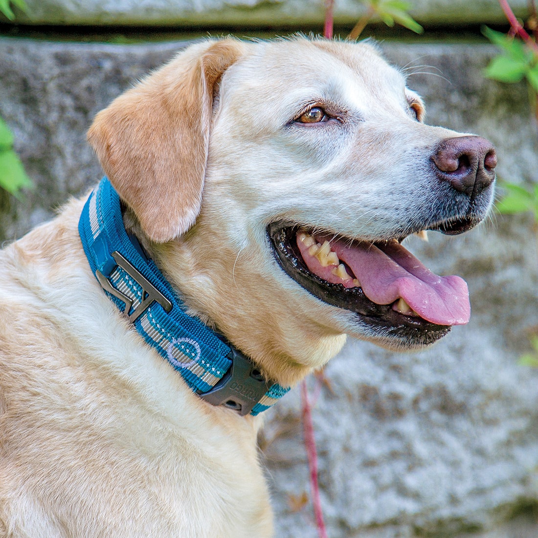 RSG Dog Collar