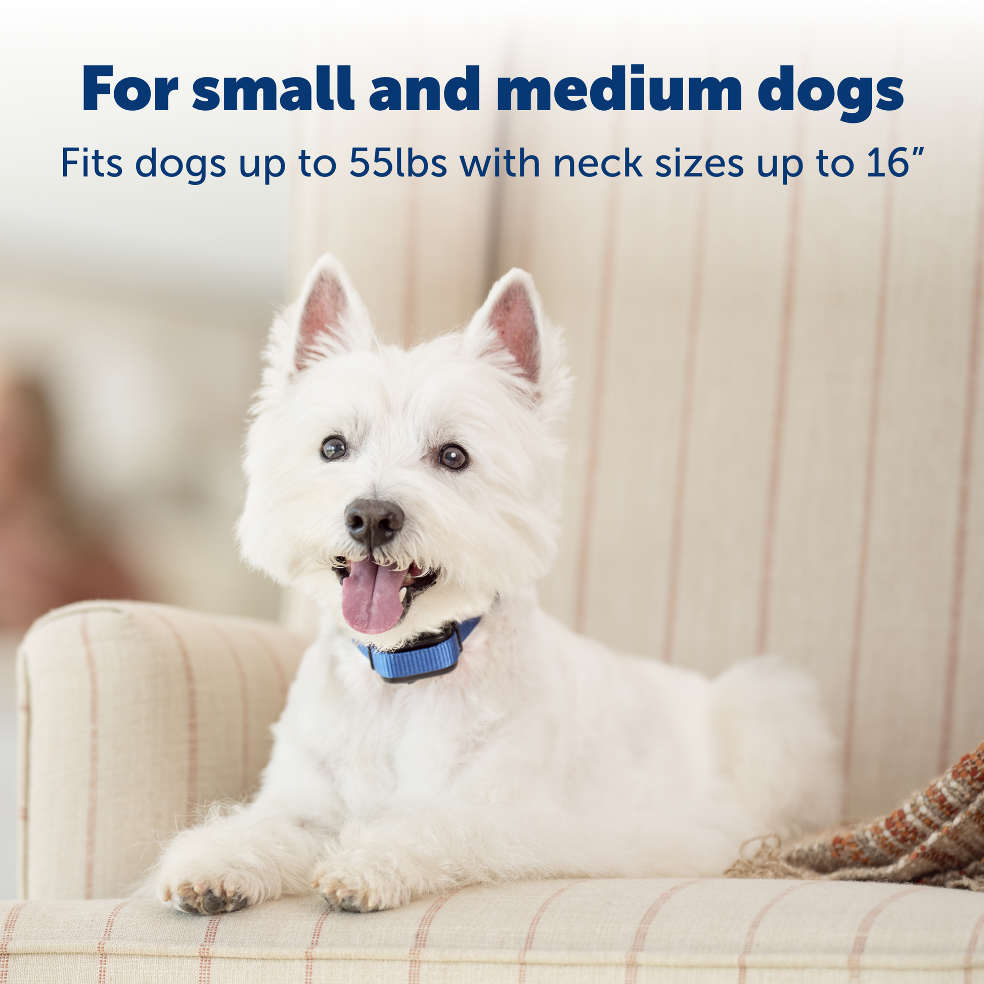 Elite Little Dog Spray Bark Control