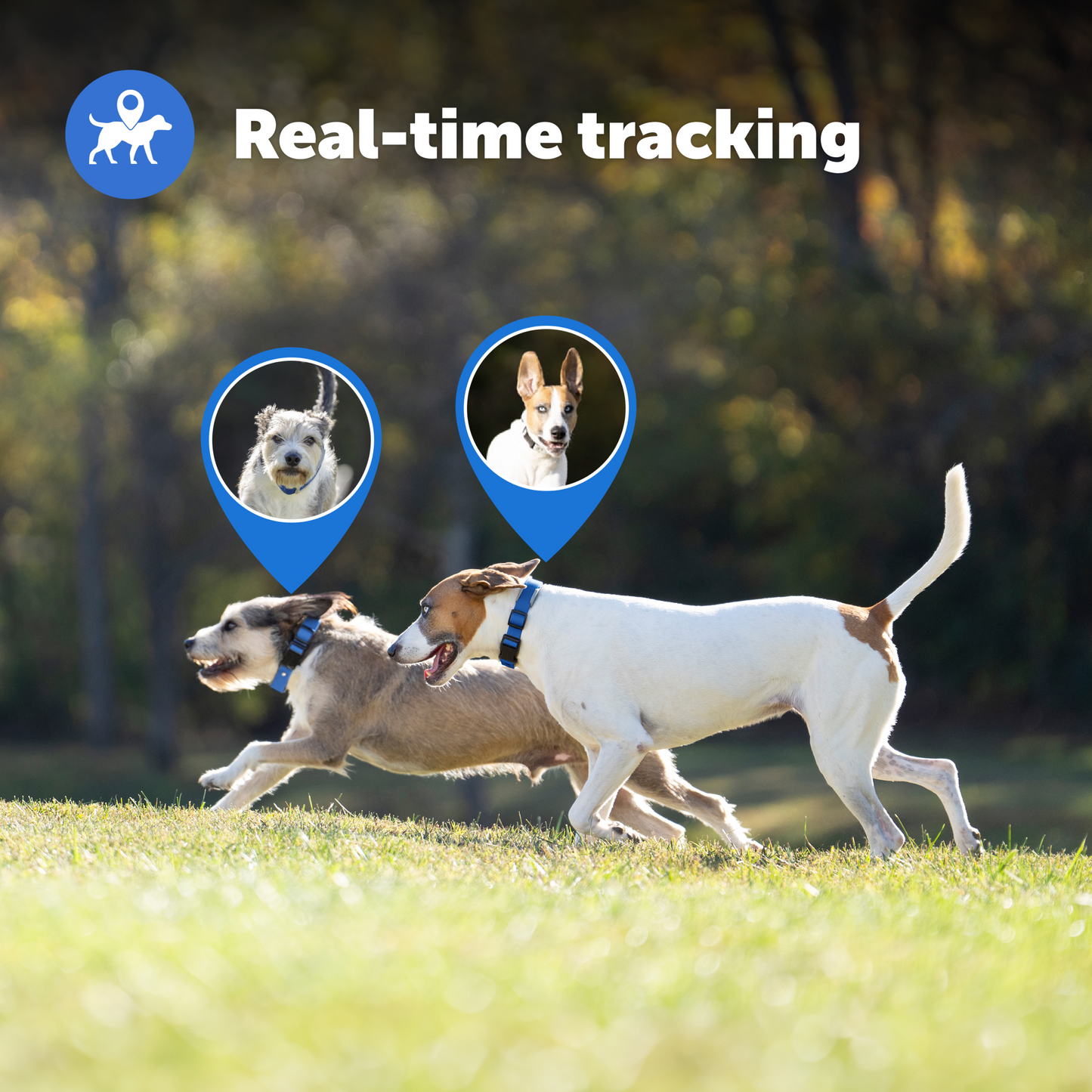 Guardian® GPS + Tracking Dog Fence Collar