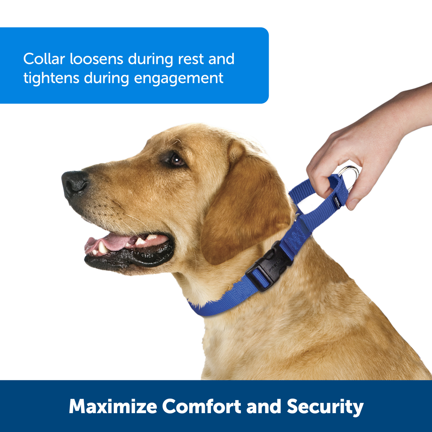 Martingale Collar with Quick Snap Buckle