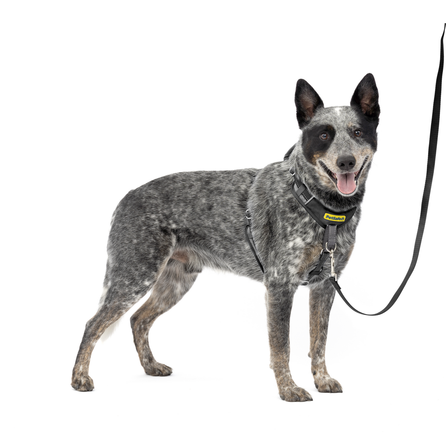 Easy Walk® Comfort No-Pull Dog Harness