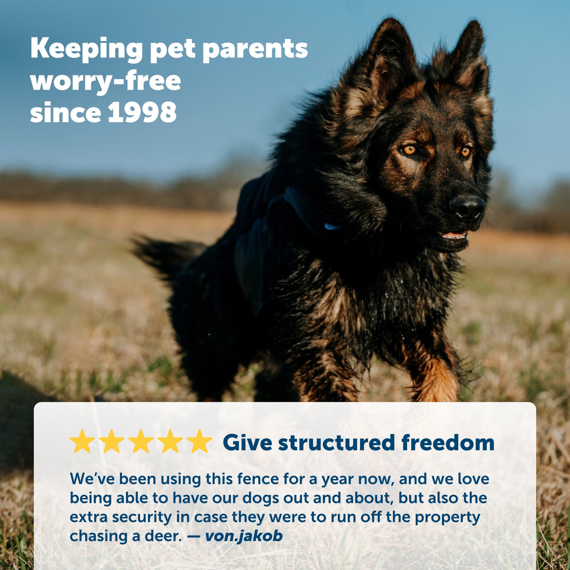 german shepherd playing in a field keeping pet parents worry free since nineteen ninety eight