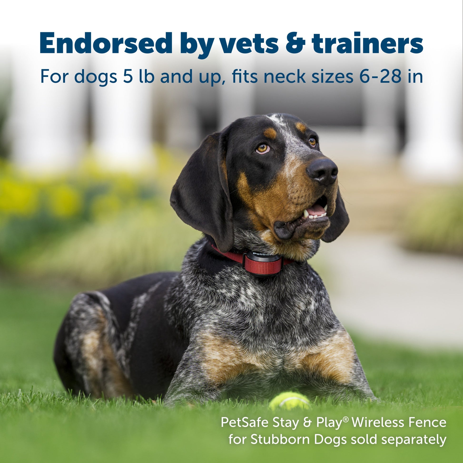 Pup enjoying their front yard endorsed by vets and trainers for dogs eight pounds and up fits neck sizes from six to twenty eight inches