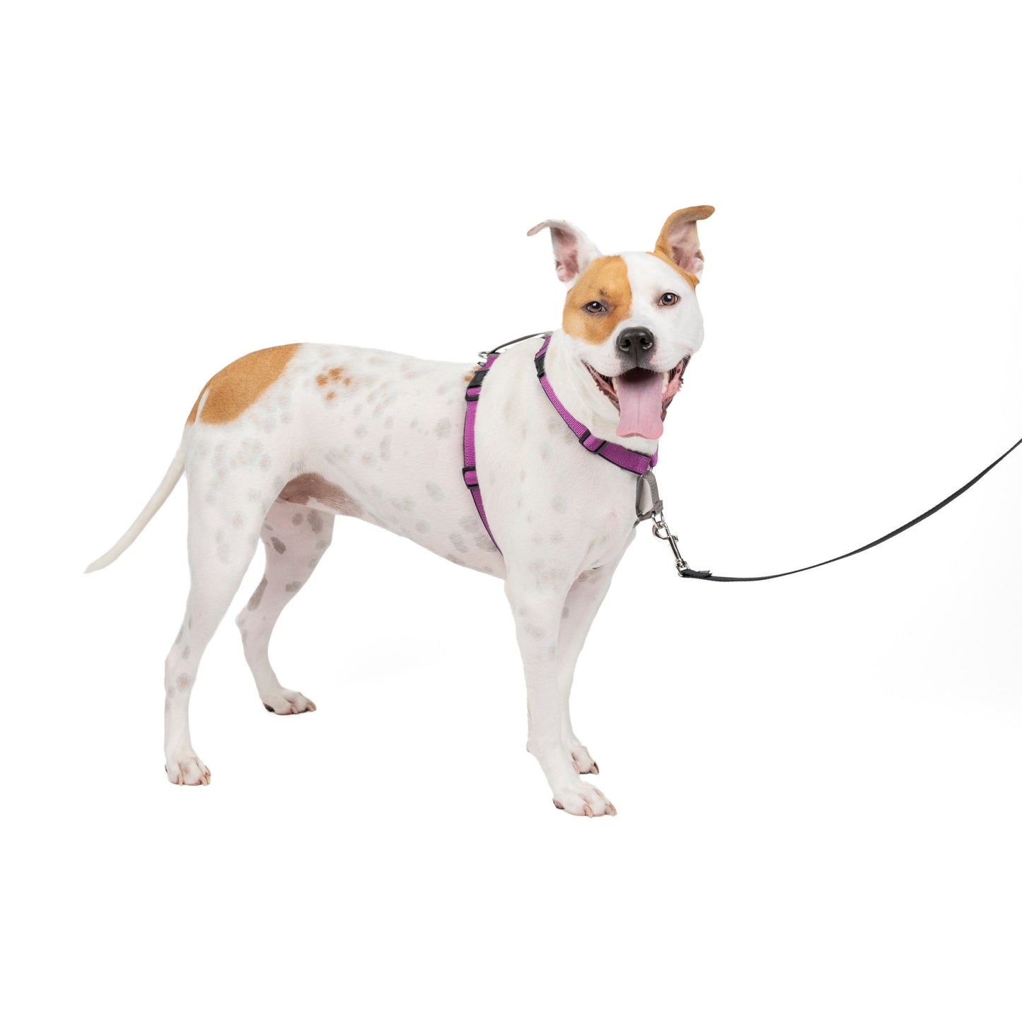 3 in 1 Harness