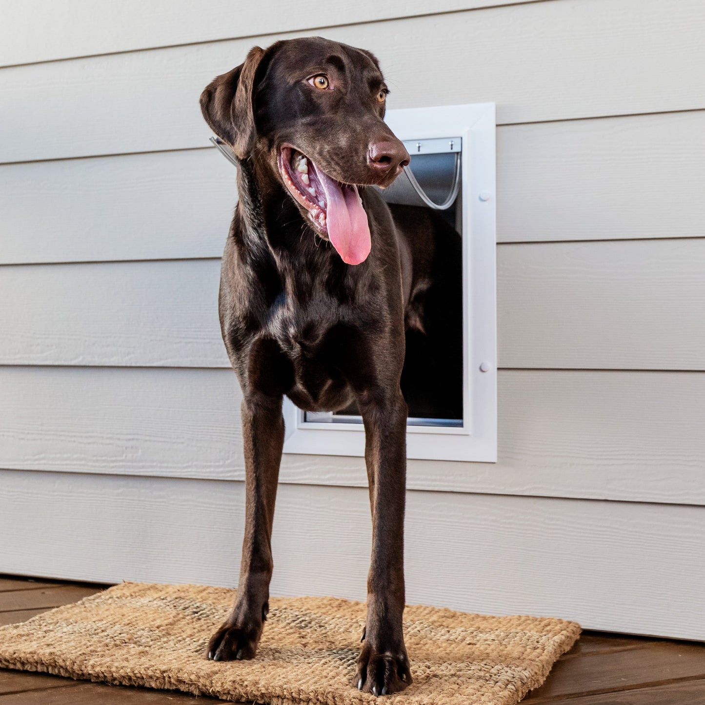 Wall Entry Pet Door™