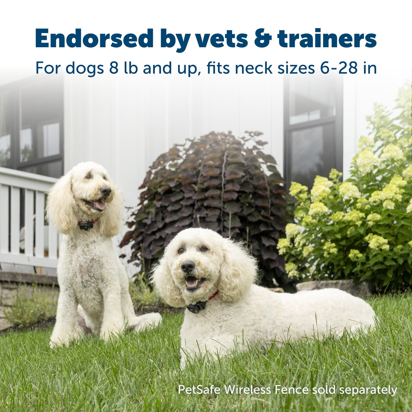 Pup enjoying their front yard endorsed by vets and trainers for dogs eight pounds and up fits neck sizes from six to twenty eight inches