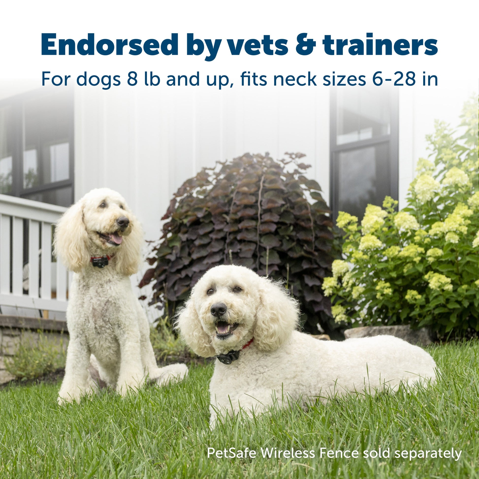 Pup enjoying their front yard endorsed by vets and trainers for dogs eight pounds and up fits neck sizes from six to twenty eight inches