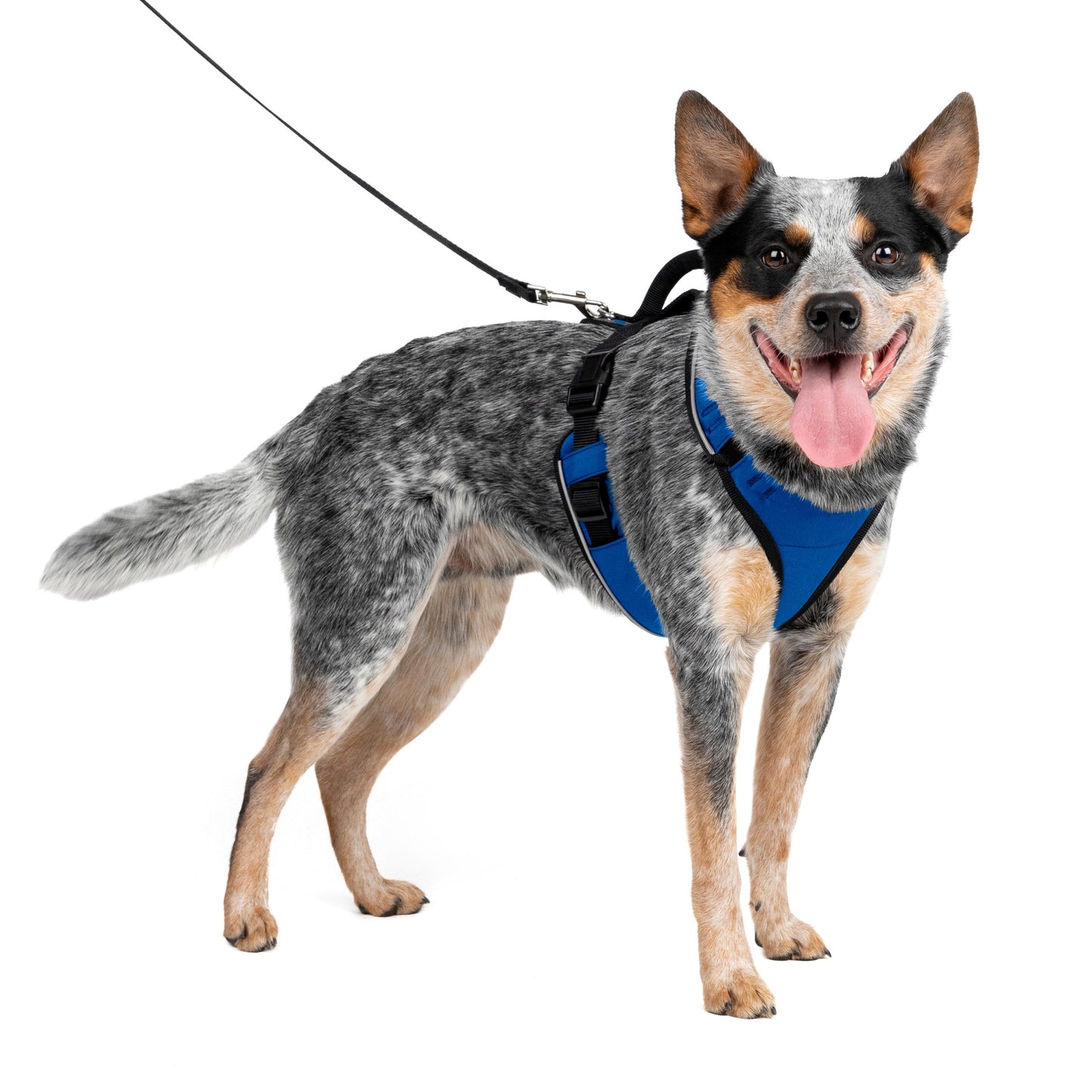 EasySport Harness