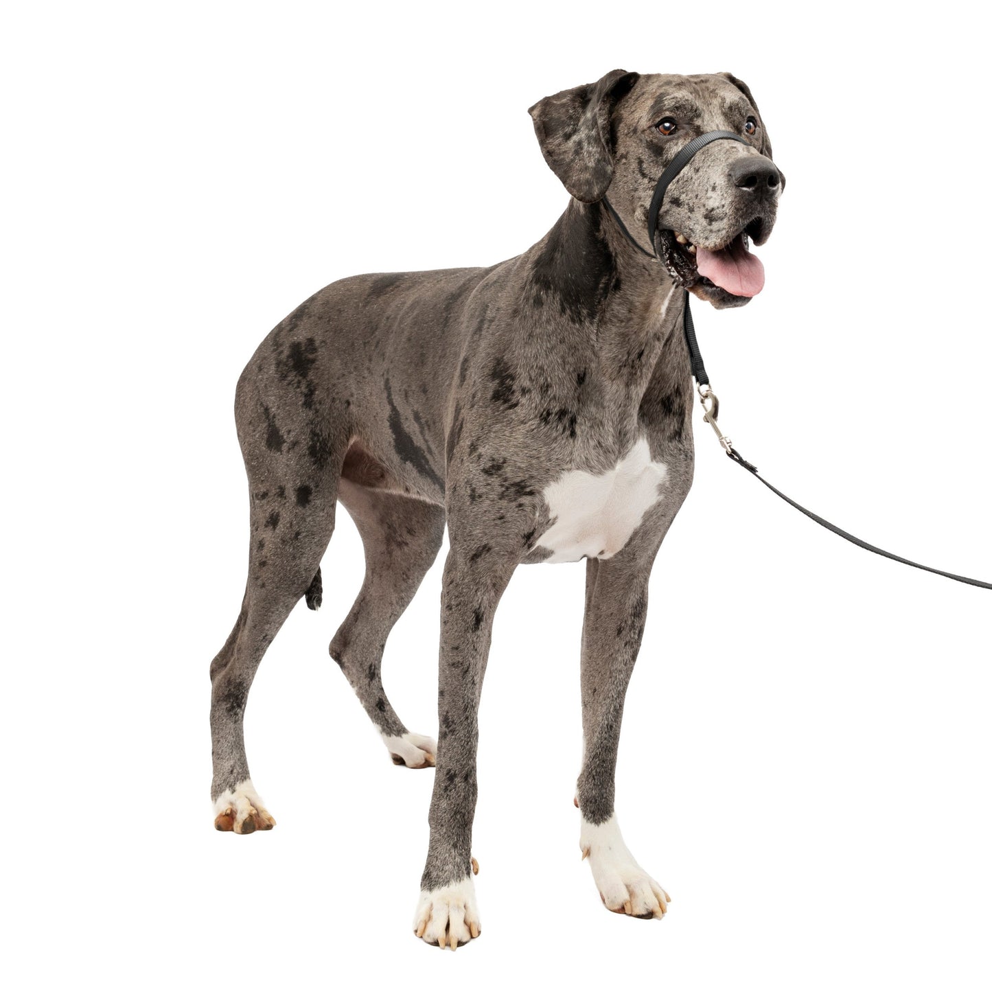 Gentle Leader® Headcollar, No-Pull Dog Collar