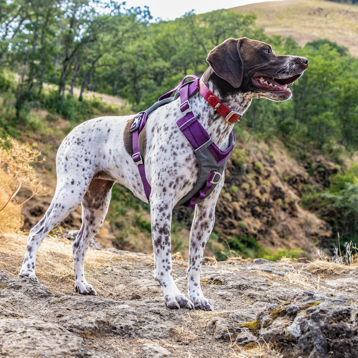 Journey Air Dog Harness