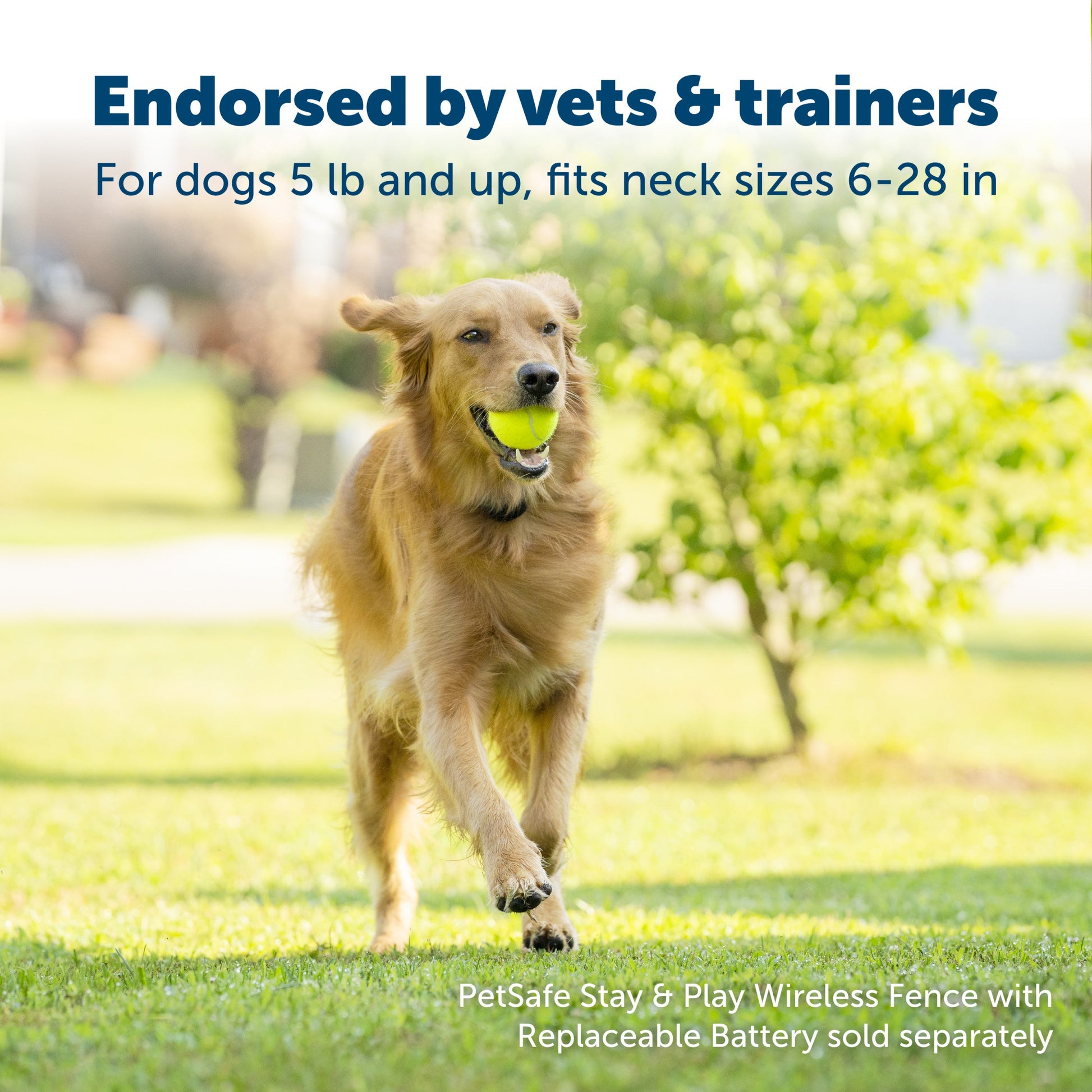 Pup enjoying their front yard endorsed by vets and trainers for dogs eight pounds and up fits neck sizes from six to twenty eight inches