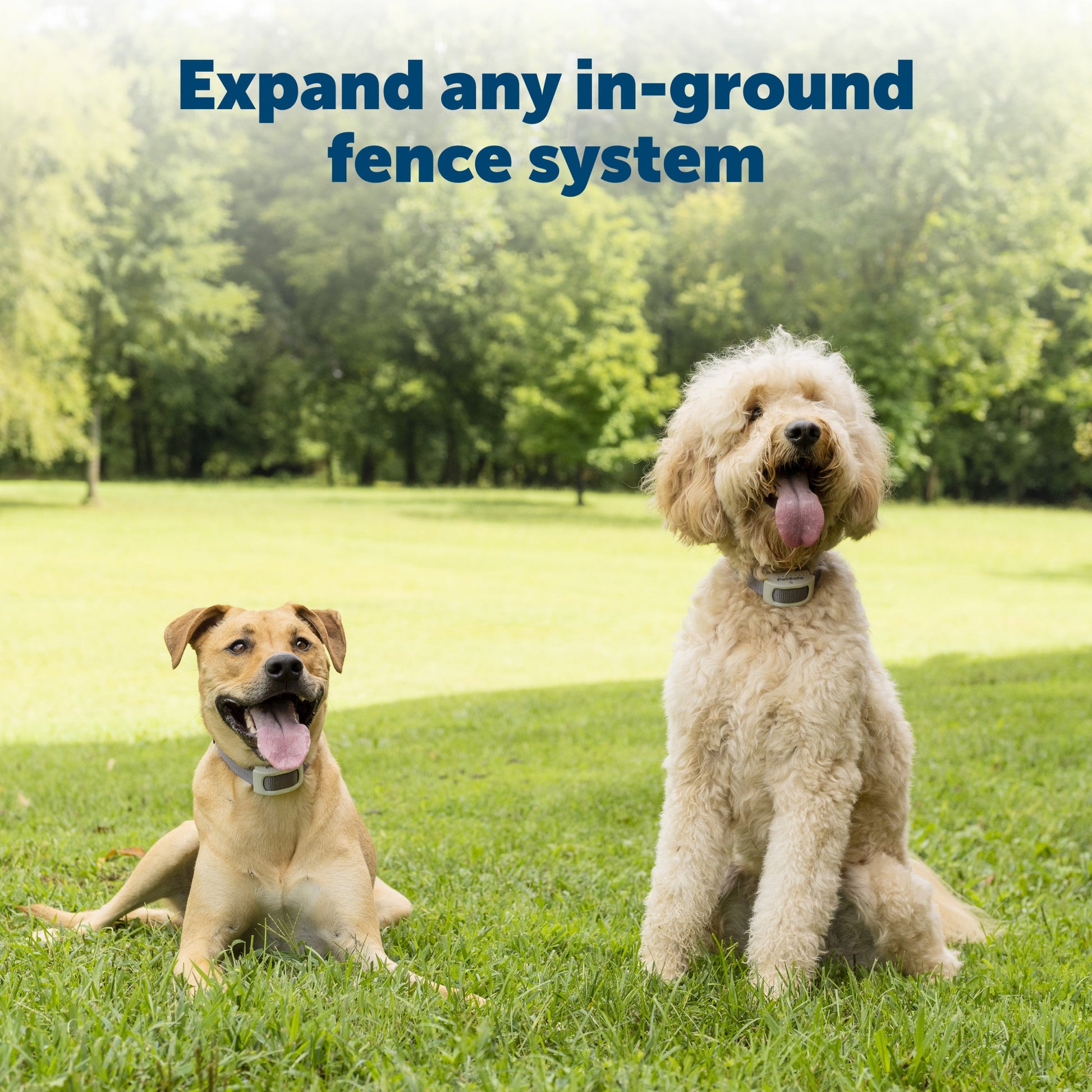 Two playful pups enjoying their backyard expand their play area with additional wire