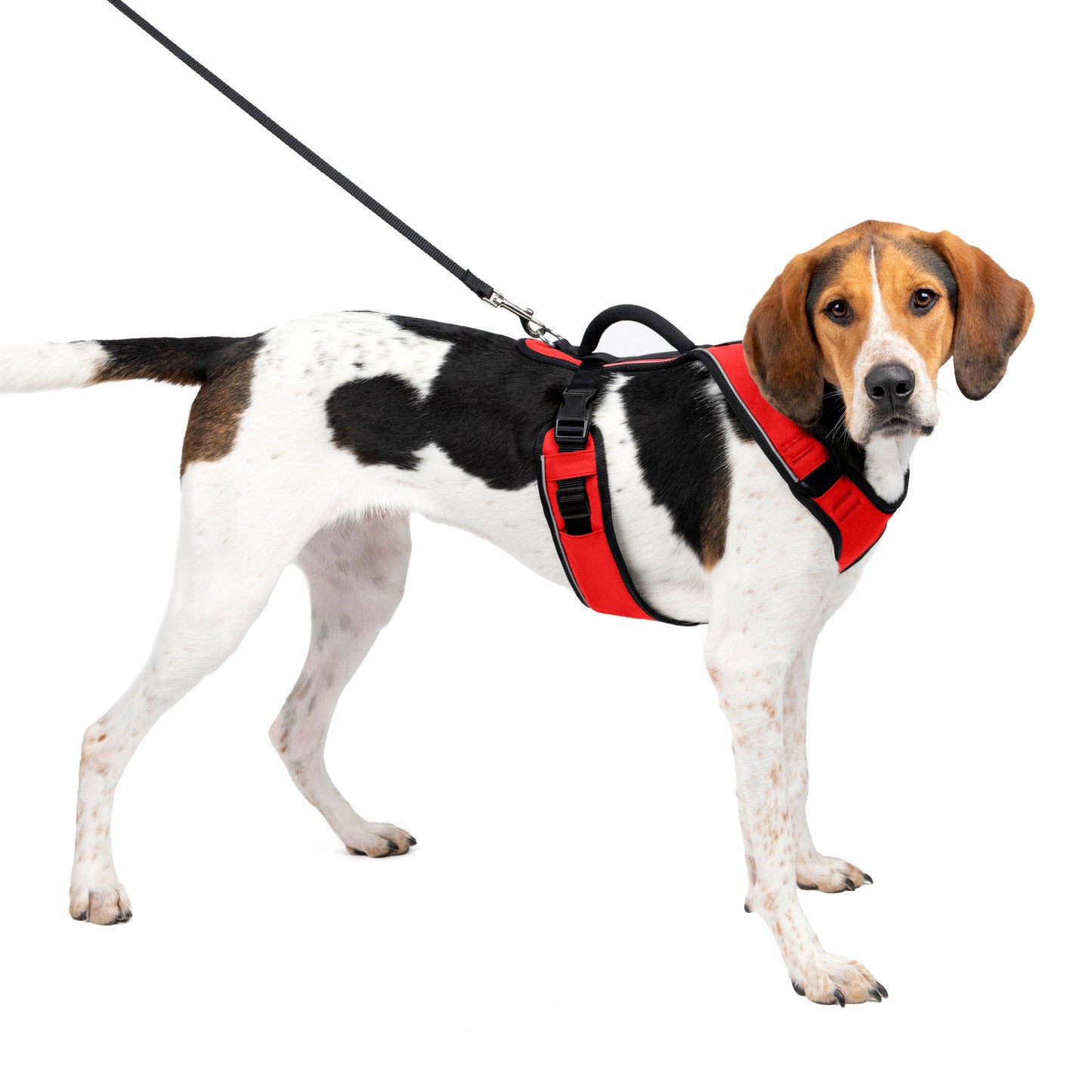 EasySport Harness