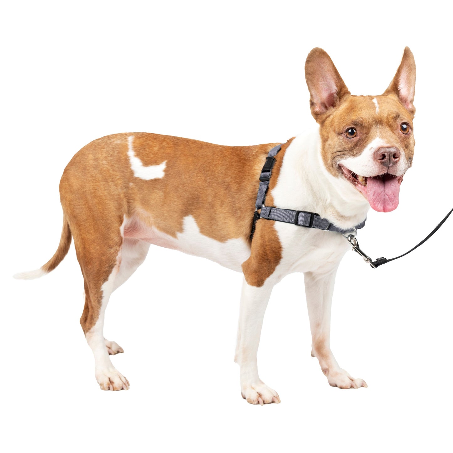 Deluxe Easy Walk® Harness