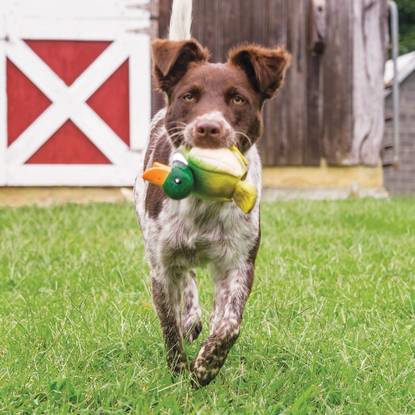 Animal Squeak Toys