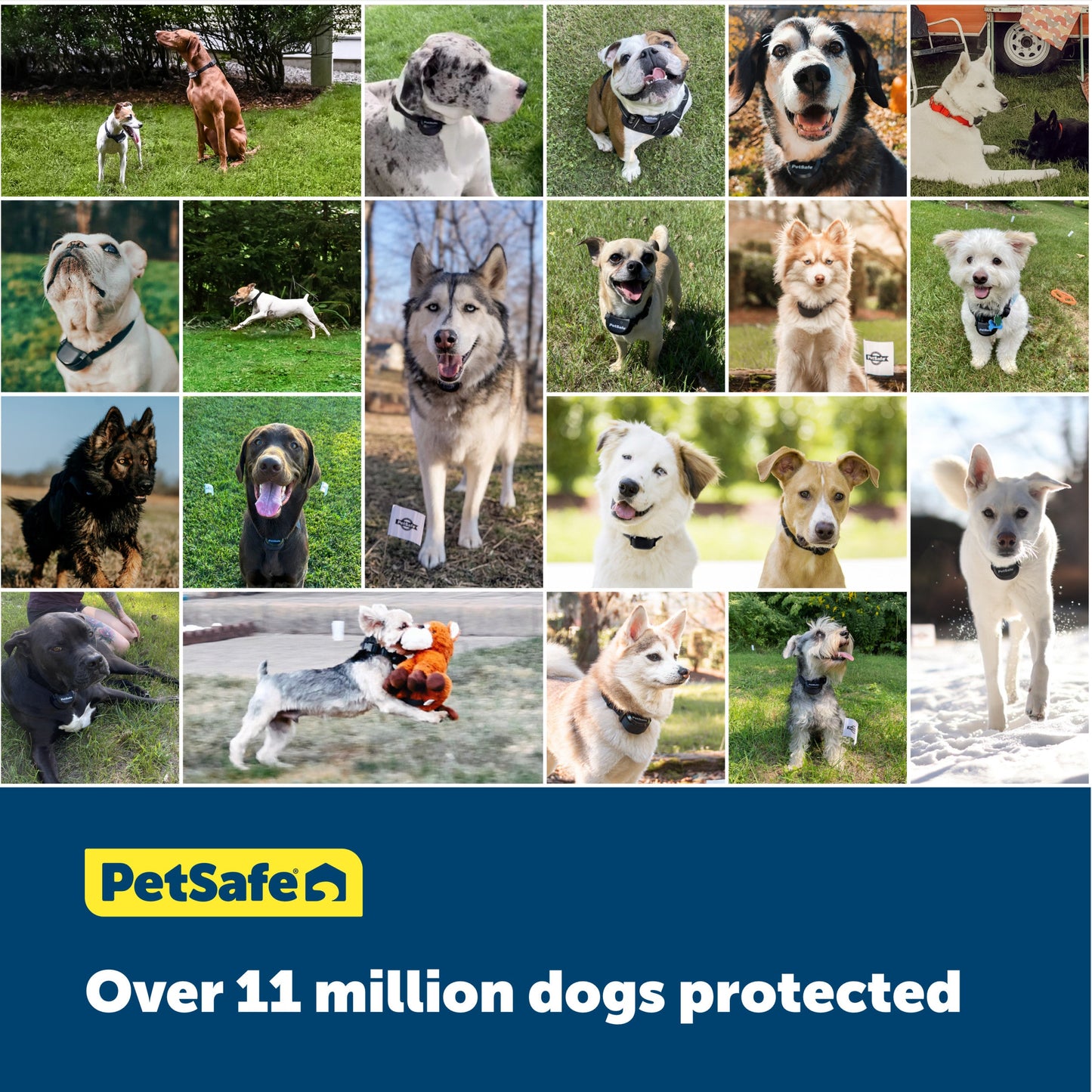 over eleven million dogs protected