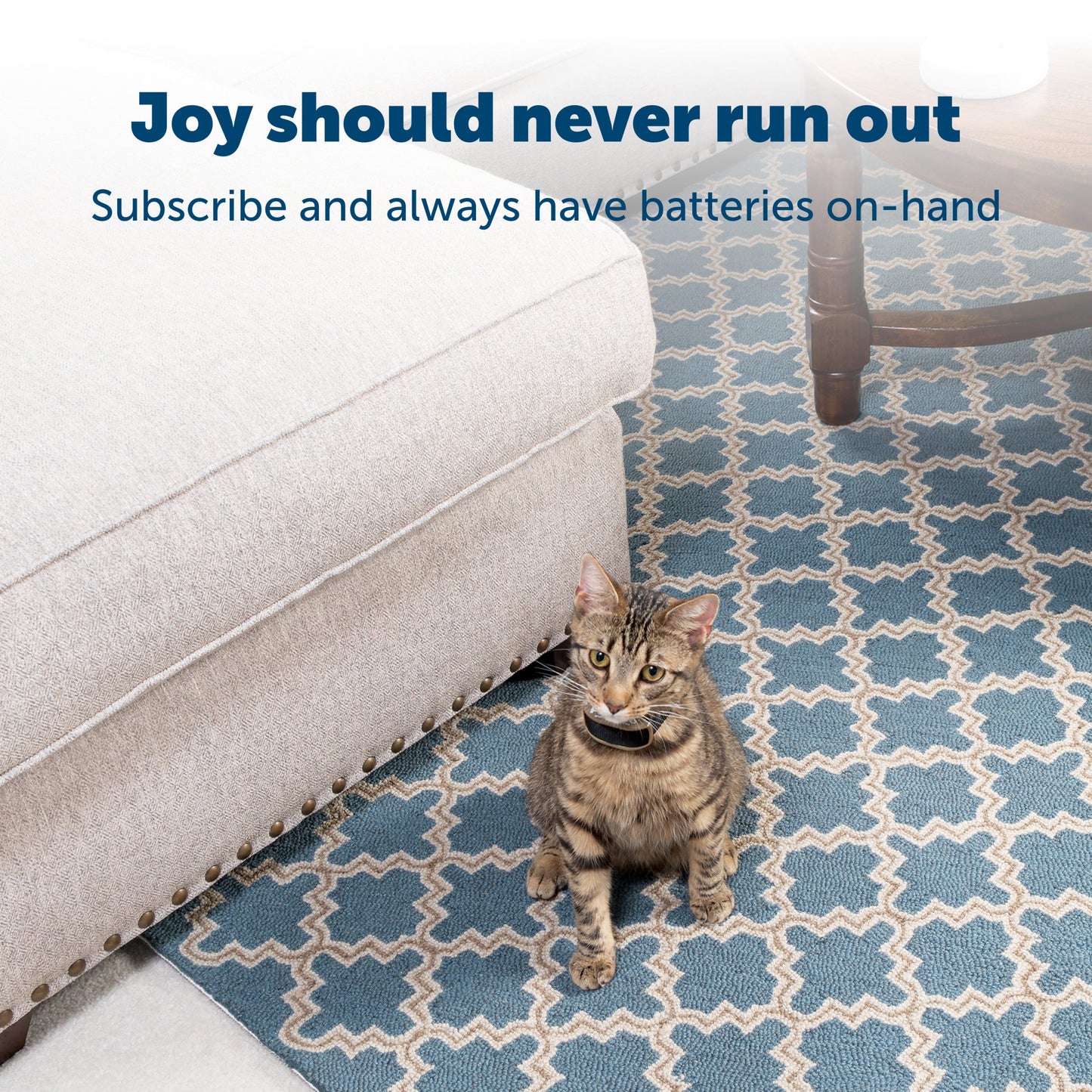 cat sitting inside next to a couchwith text overlay and subscription mention