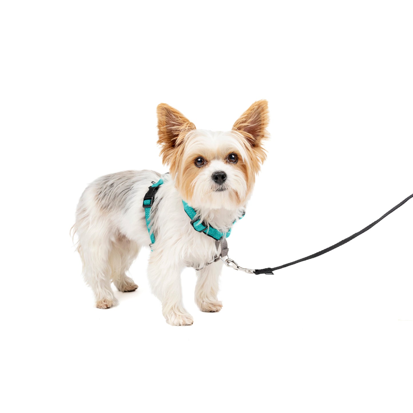 3 in 1 Harness
