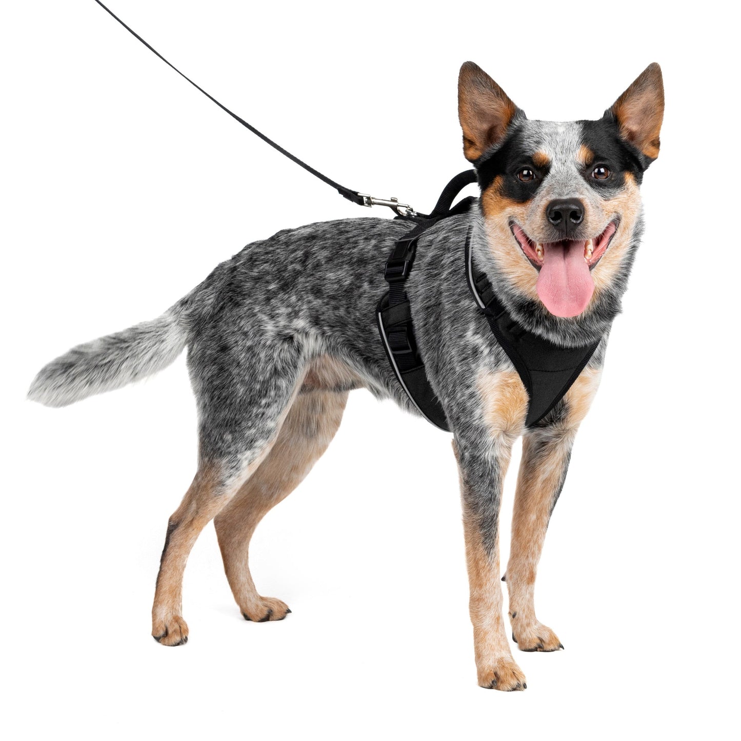 EasySport Harness