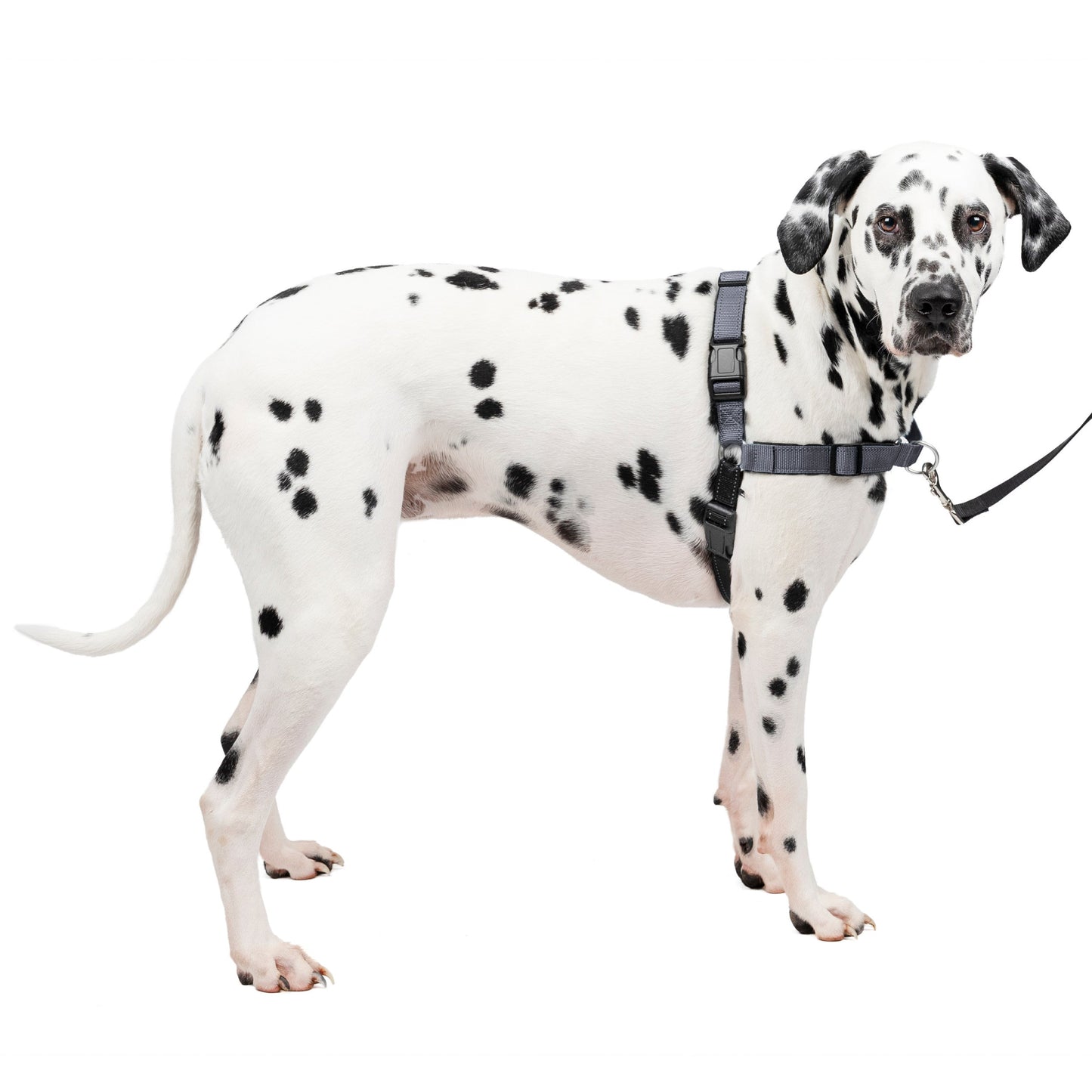 Deluxe Easy Walk® Harness