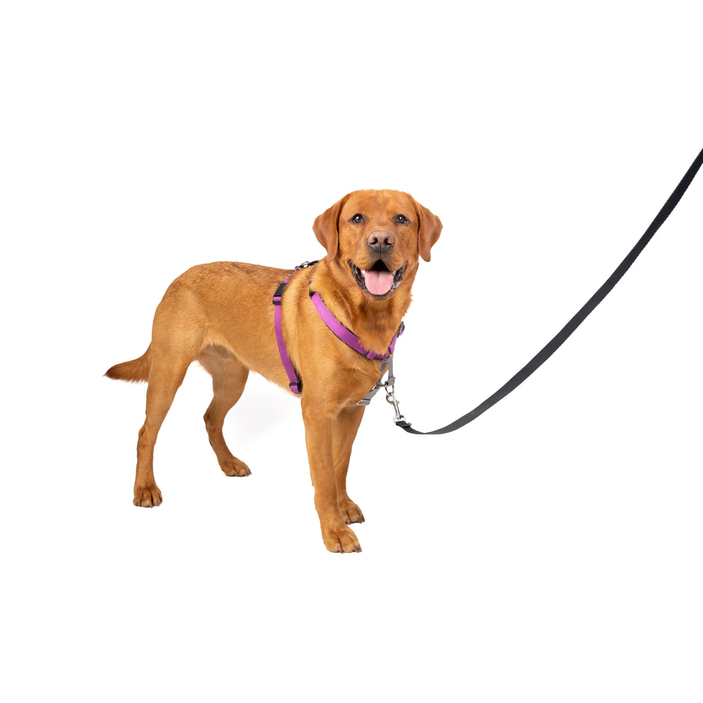 3 in 1 Harness