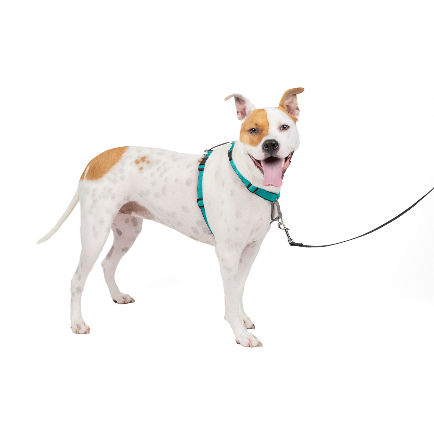 3 in 1 Harness