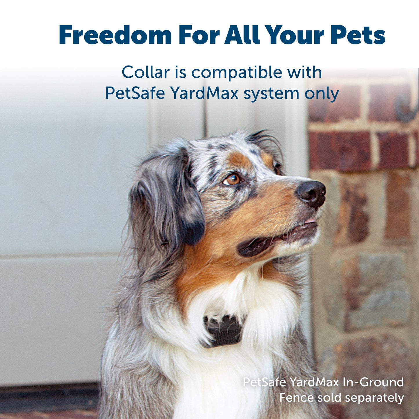 australian shepherd with a yardmax collar on freedom for all your pets collar is compatible with petsafe yardmax system only