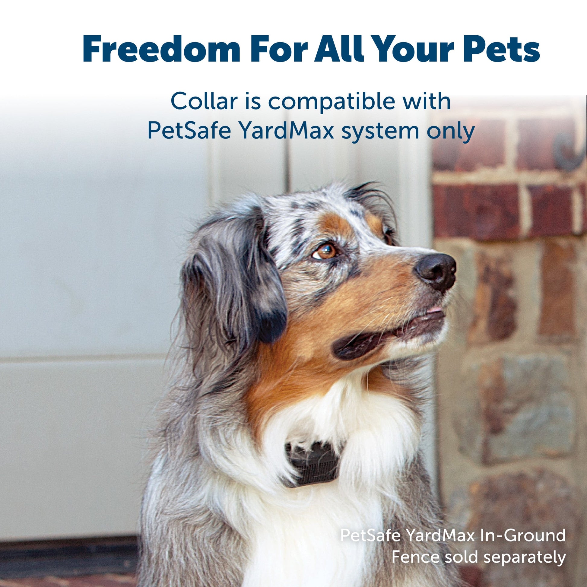 australian shepherd with a yardmax collar on freedom for all your pets collar is compatible with petsafe yardmax system only