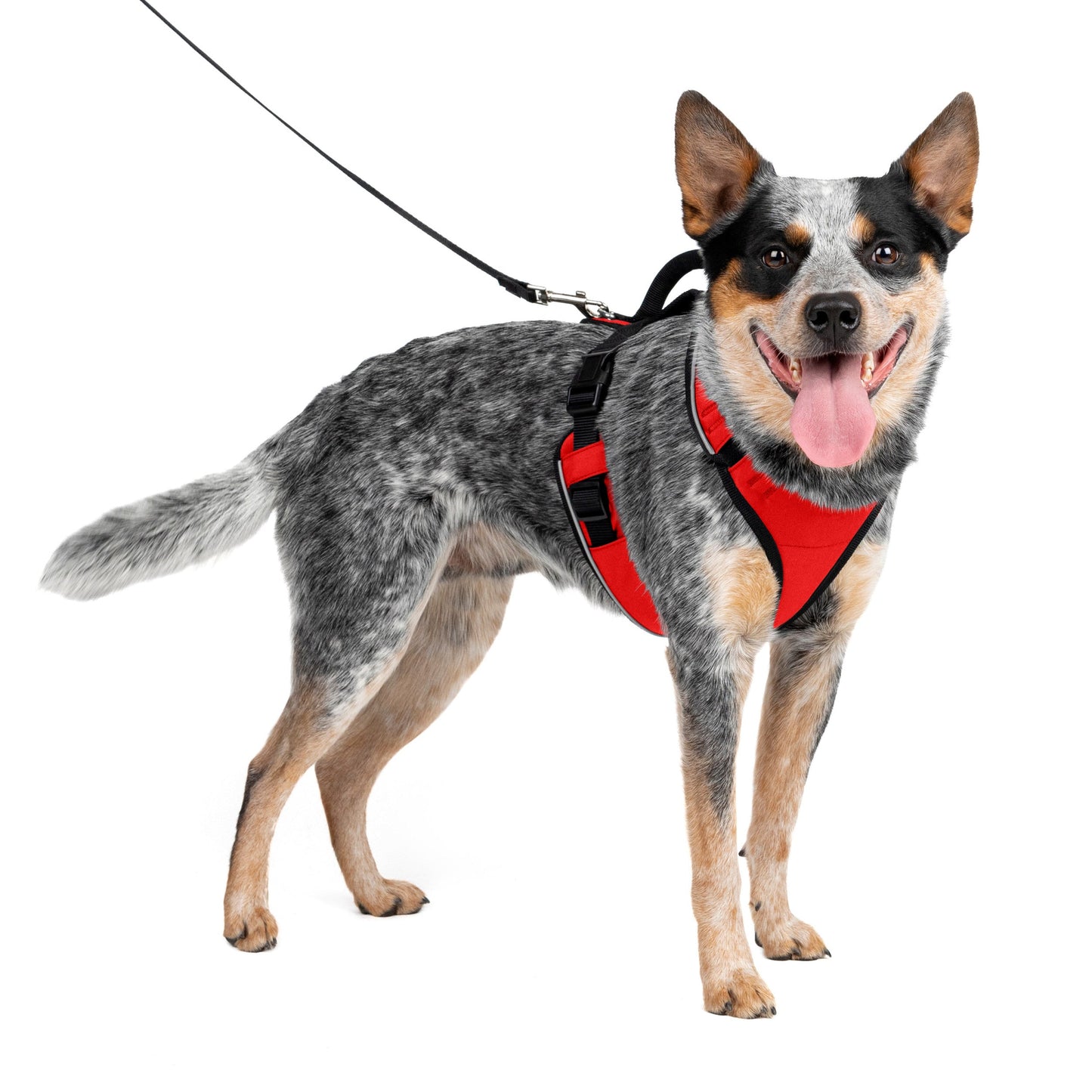 EasySport Harness