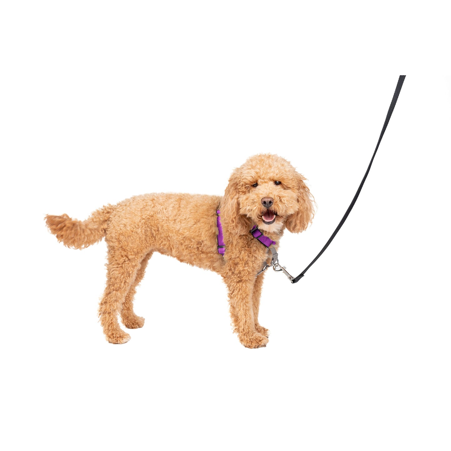 3 in 1 Harness