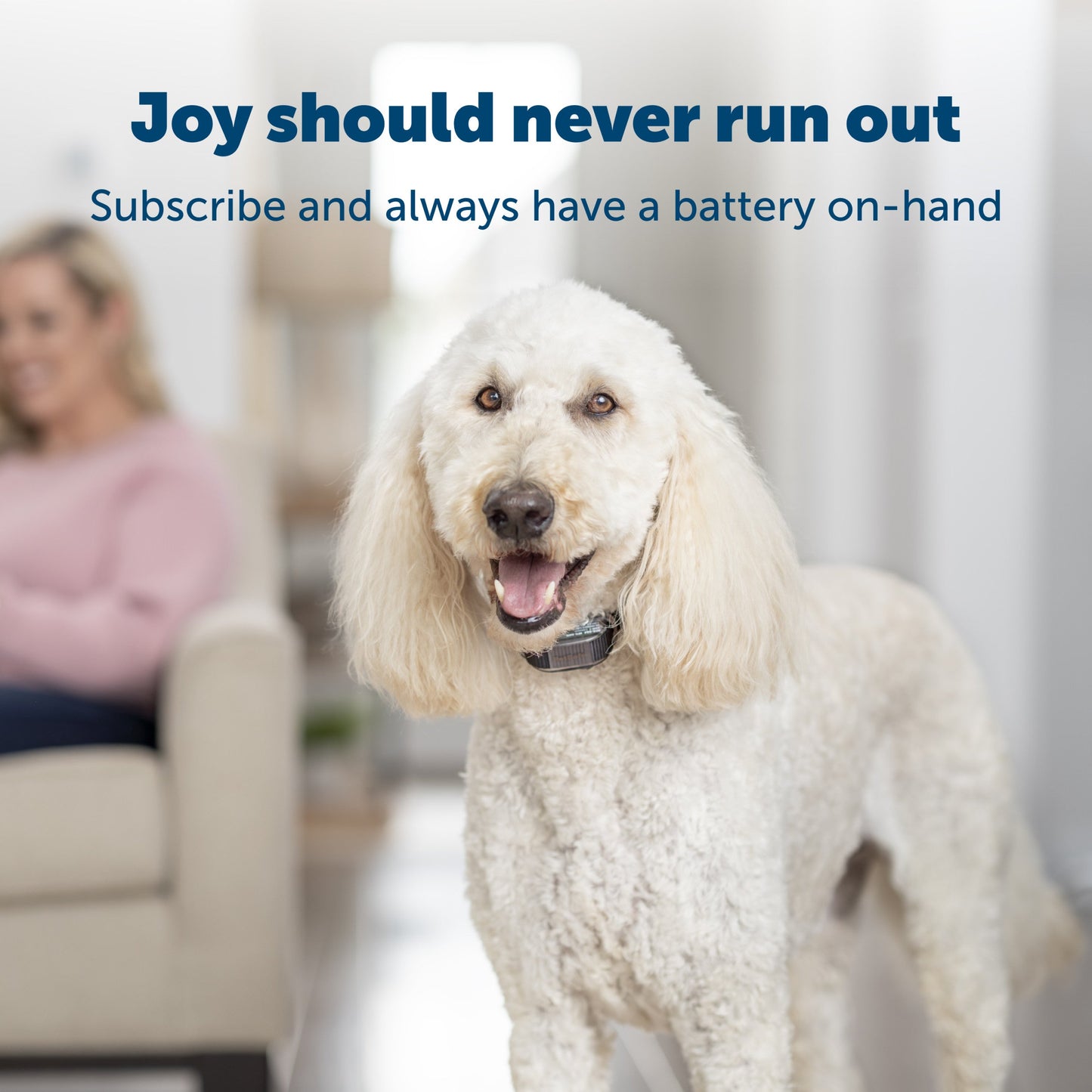 dog in home with overlay text and subscription mention