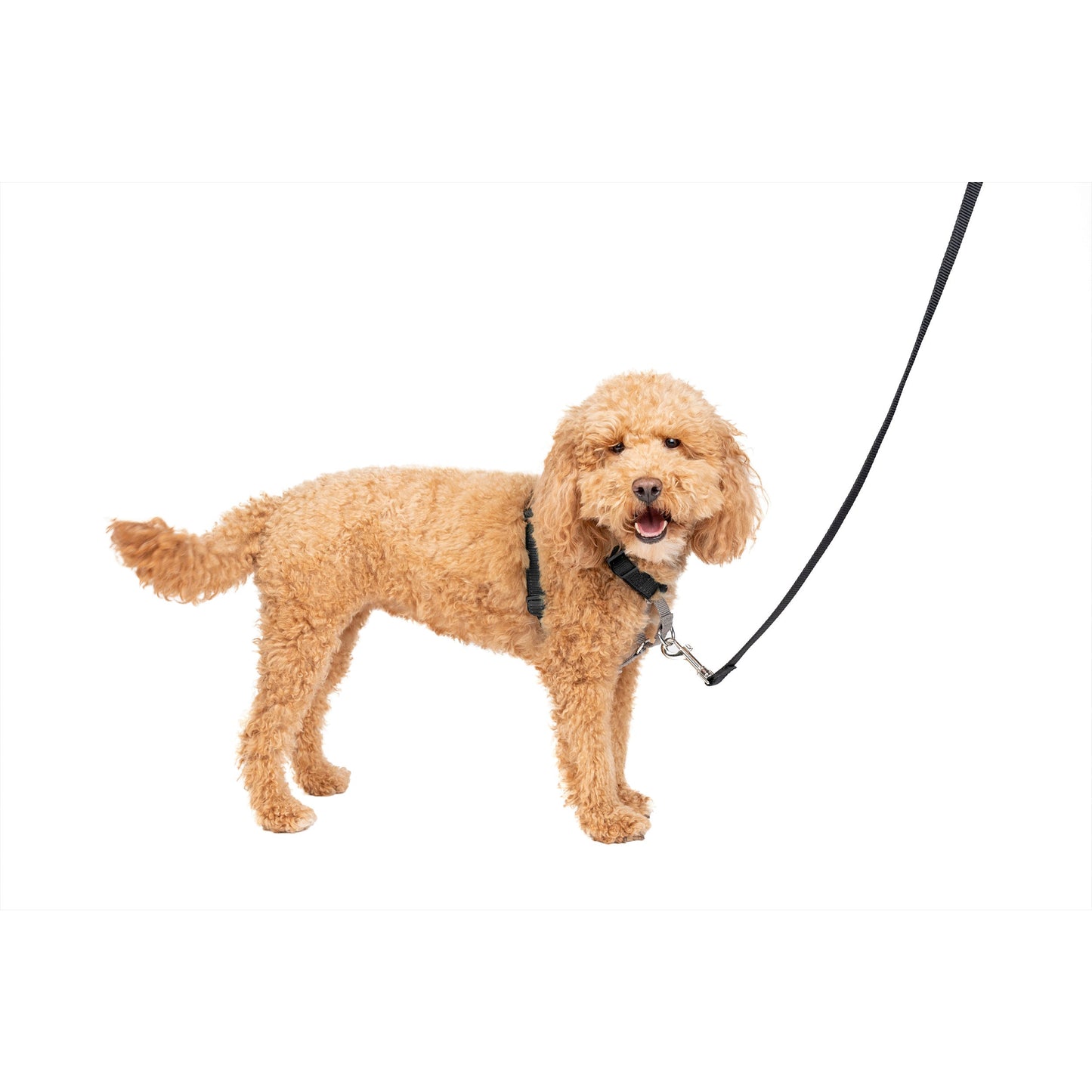 3 in 1 Harness