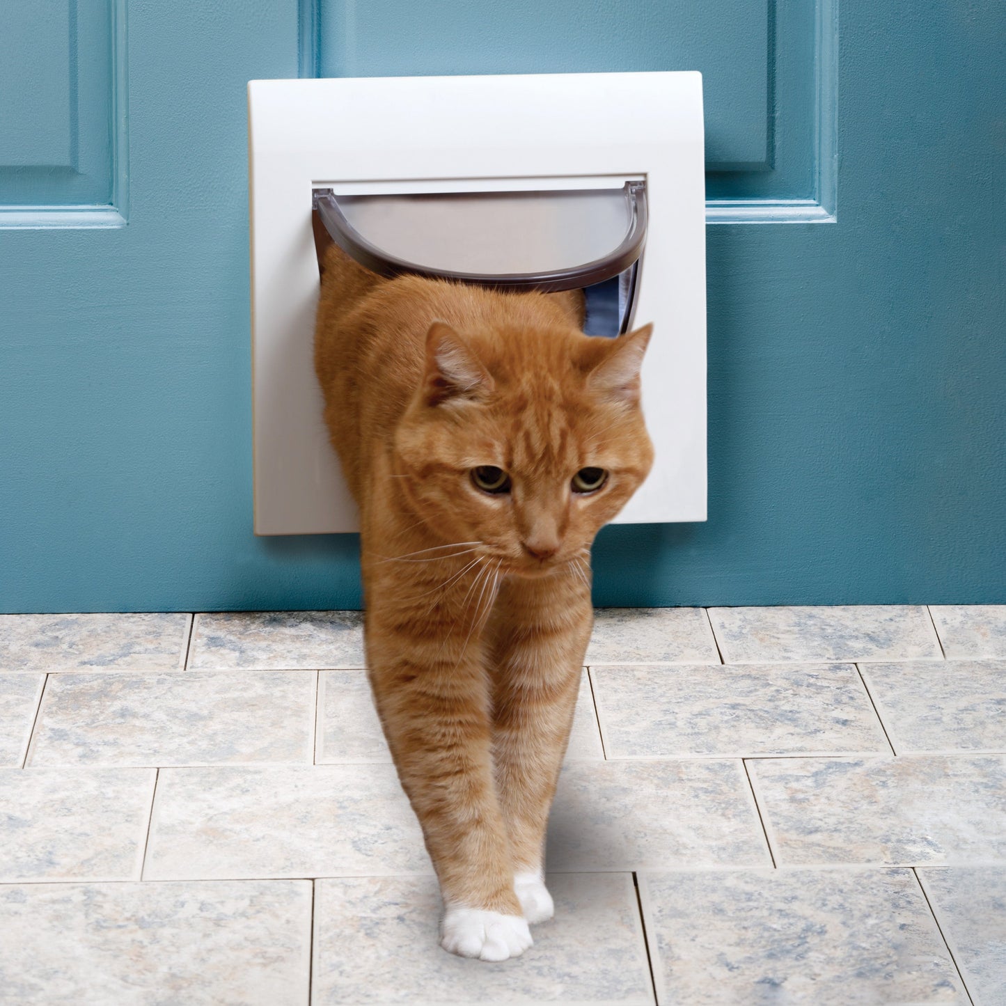 4-Way Locking Cat Flap