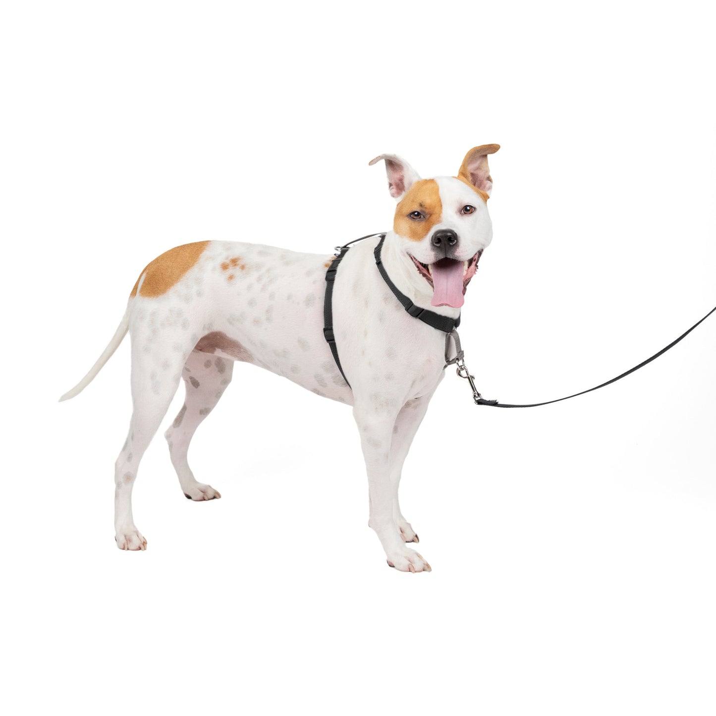 3 in 1 Harness