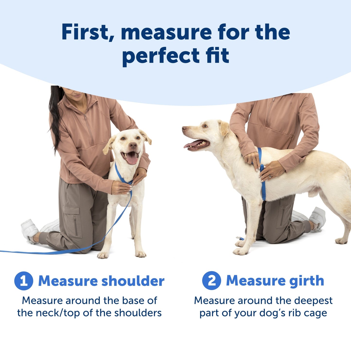 Instructions for measuring a dog's size with text overlay on a white background