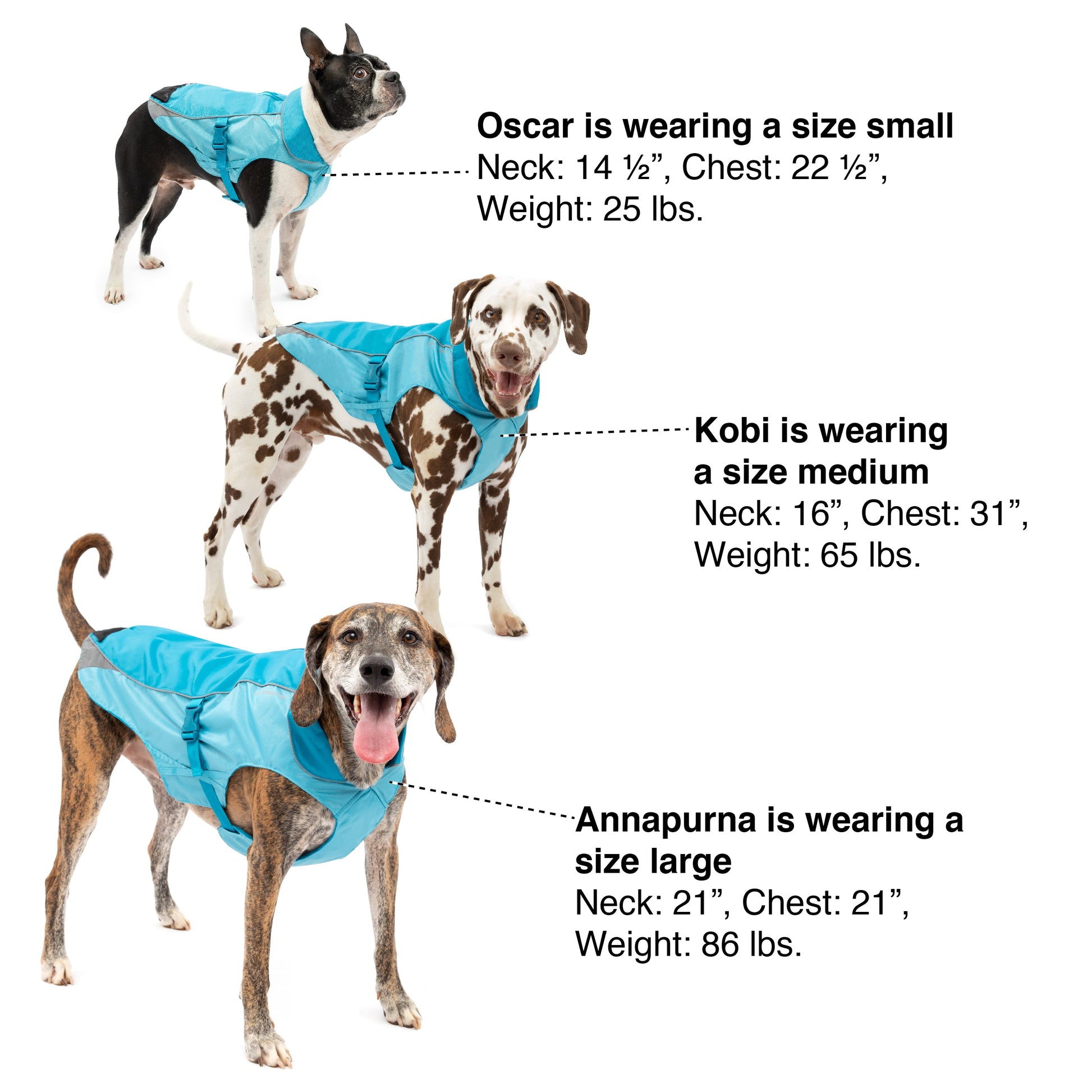 For help sizing your dog, use this image as a reference.