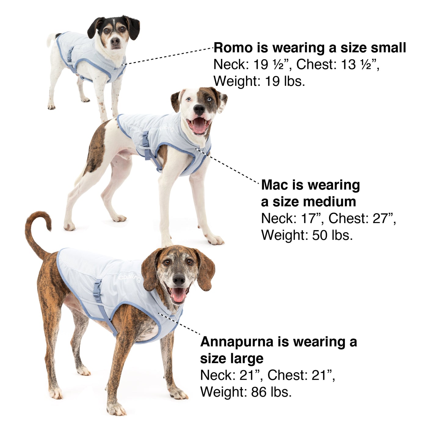 Use this image to help determine your dog's size.