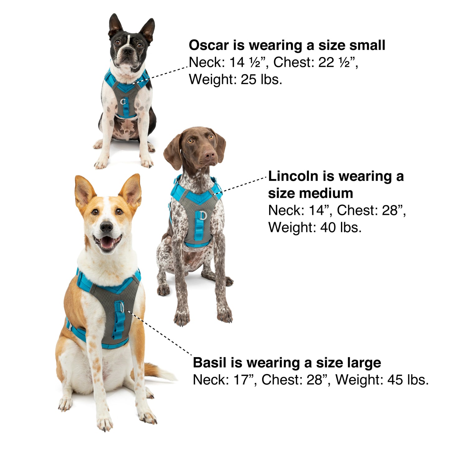 For help sizing your dog, use this image as a reference.