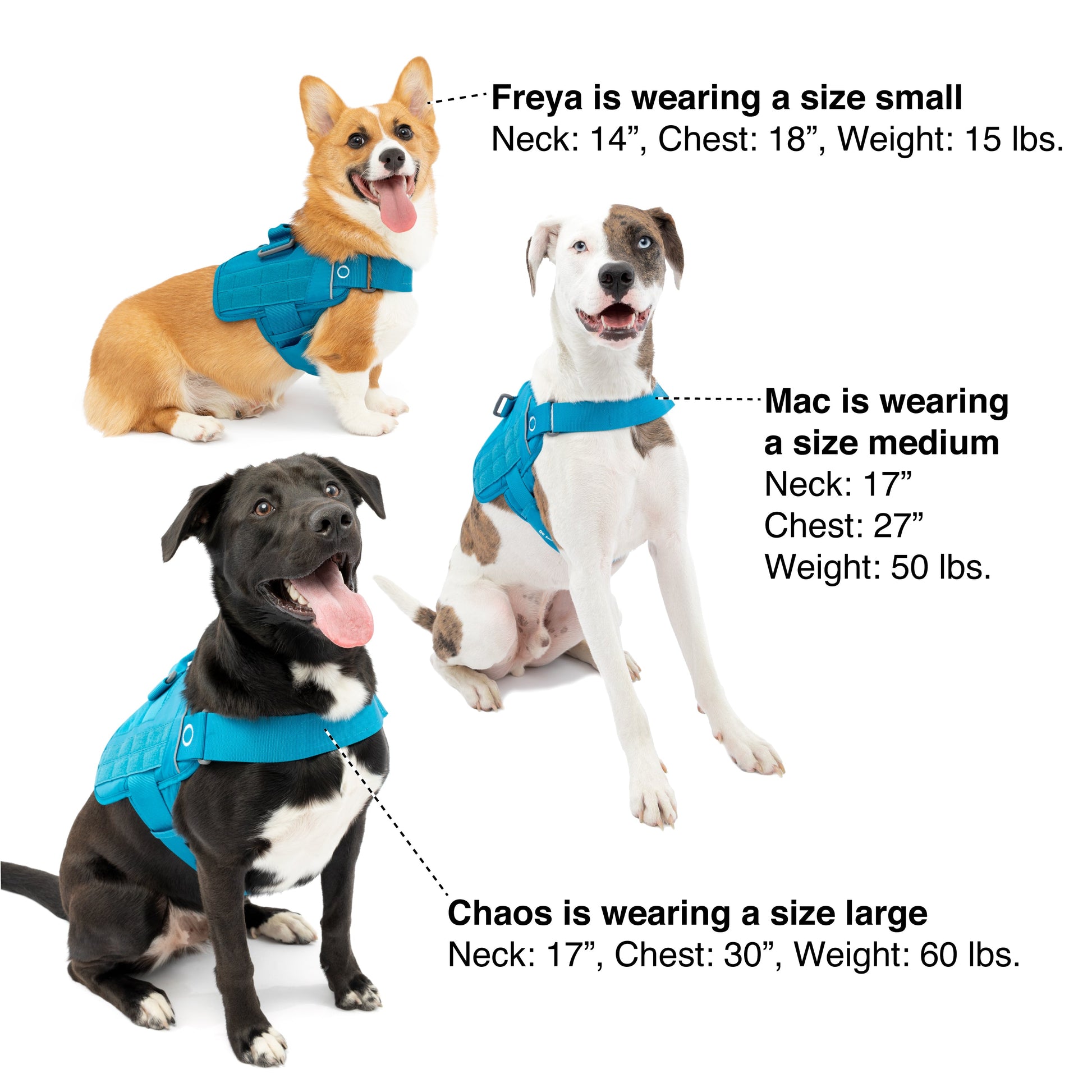 For help sizing your dog, use this image as a reference.