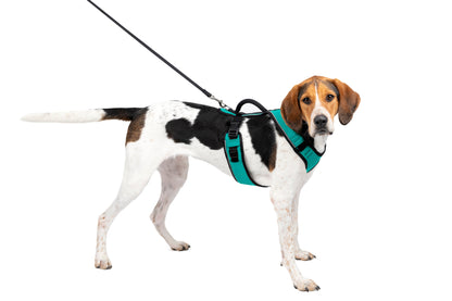 EasySport Harness